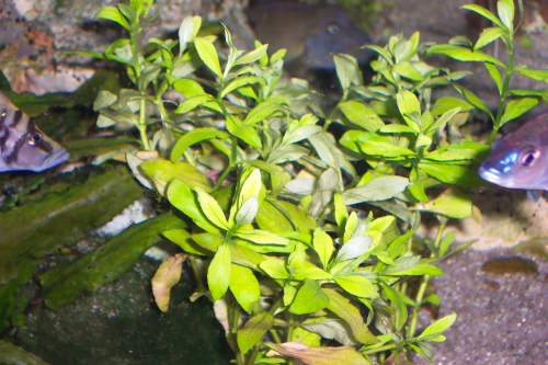 Hygrophylla polysperma I Indischer Wasserfreund