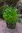 Lilaeopsis novea zelandiae / Neuseeland Graspflanze