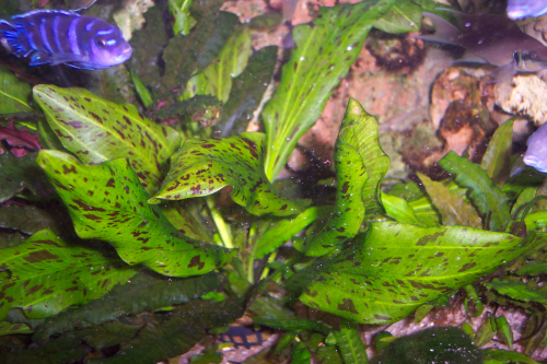 Echinodorus ozelot "grün" / Grüner Ozelot-Froschlöffel