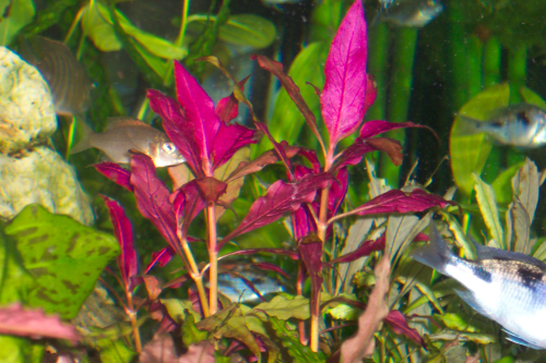 Althernanthera rosaefolia / Schmalblättriges Papageienblatt