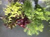 50 Aquariumpflanzen Wasserpflanzen Pflanzen Pflanze Aquarium Aquarienpflanzen