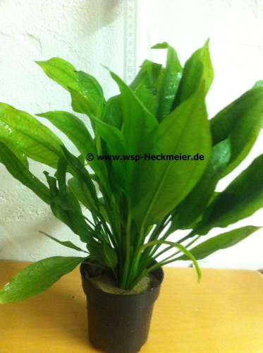 6 x Echinodorus bleheri / Grosse Amazonasschwertpflanze