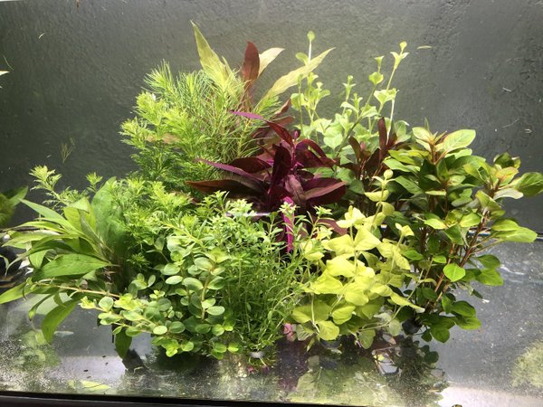 100 Aquariumpflanzen Wasserpflanzen Pflanzen Pflanze Aquarium Aquarienpflanzen